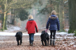 Heerlijk wandelen in 't bos!